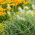 Ornamental Annual Grasses bland frø - 200 frø - 
