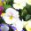 Λευκοί γίγαντες Pansy σπόροι - Viola x wittrockiana - 400 σπόροι