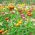 Darželinis šlamutis - Tom Thumb - mišinys - 600 sėklos - Helichrysum Arenarium
