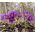 Смесените семена на цветя Pasque - Anemone pulsatilla - 190 семена