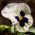 Stemorsblomst - Viola x wittrockiana - Silverbride, Silberbrauti - 400 frø - Svart og hvitt