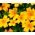 Fløjlsblomst - Smalfliget - Golden Gem - 390 frø - Tagetes tenuifolia