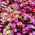 שטיח קסמים זרעים מעורבים - Mesembryanthemum criniflorum - 1600 זרעים - Doroteantus bellidiformis