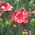 Ahududu Dalgalı Karanfil tohumları - Dianthus caryophyllus - 110 seeds