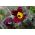 Sementes de flor vermelha Pasque - Anêmona pulsatilla - 38 sementes - Anemone pulsatilla
