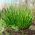 Laiškinis česnakas - Medium leaf - 1700 sėklos - Allium schoenoprasum L.