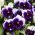 Pansy Lord Beaconsfield насіння - Viola x wittrockiana - 250 насінин