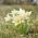 เมล็ดพันธุ์ดอกไม้ White Pasque Anemone pulsatilla 90 เมล็ด