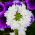 Hạt Verbena trắng - Verbena x hybrida - 120 hạt