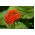 Scarlet Lychni, hạt giống chéo Malta - Lychni chalcedonica - 1150 hạt - Lychnis chalcedonica