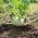 Cavolo rapa - Delikatess weisser - 520 semi - Brassica oleracea var. Gongylodes L.