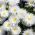 クレイジーデイジー、雪の吹きだまりの種 - 菊最大fl.pl  -  160種子 - Chrysanthemum maximum fl. pl. Crazy Daisy - シーズ