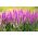 尖刺速度 - 粉红色 -  3000粒种子 - Veronica spicata - 種子