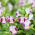 Catalina Pink Torenia, Wishbone Semințe de flori - Torenia fournieri