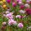 Подвійний мікс з рожевого моху - Portulaca grandiflora fl.pl. - 4500 насіння