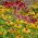 Biji benih campuran - Echinacea - 200 biji - Echinacea purpurea