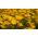 פרג קליפורניה, זרעי פרג מוזהבים - אששכוליה קליפורניצה - 600 זרעים - Eschscholzia californica