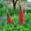 Lupin des jardins - My Castle - 90 graines - Lupinus polyphyllus