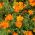 Tagetes tenuifolia - 390 sementes - Orange Gem
