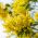 Mimoza - 20 sēklas - Acacia dealbata
