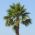 Cotton Palm, Desert Fan Palm Seeds - Washingtonia filifera - 5 biji