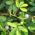Mimosa, Citlivé semená rastlín - Mimosa pudica - 34 semien