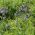 Almindelig jakobsstige - 200 frø - Polemonium caeruleum