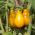 Pomodoro - Yellow Pearshaped - giallo - 120 semi - Lycopersicon esculentum Mill