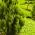 Sementes de Lawson Cypress - Chamaecyparis lawsoniana - 100 sementes