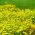 Tagetes tenuifolia - 390 sēklas - Golden Gem