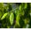 Sidrun-eukalüpt, sidrun-lõhnavõi seemned - Corymbia citriodora - Eucalyptus citriodora