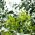 Лимонний евкаліпт, ароматизовані лимонні насіння - Corymbia citriodora - Eucalyptus citriodora
