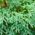 Bibit Cypress Lawson - Chamaecyparis lawsoniana - 100 biji