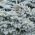Плава смрека, Колорадо Семе смреке - Пицеа пунгенс глауца - 22 семена - Picea pungens f. glauca
