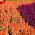 Шалфей сверкающий - смесь - 84 семена - Salvia splendens