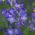 야곱의 사다리 혼합 씨앗 - Polemonium coerulea - 200 씨앗 - Polemonium caeruleum