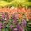 サルビアビスタミックスの種 - サルビア脾臓 -  84種子 - Salvia splendens - シーズ