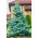 Blue Spruce, Colorado Blue Spruce Samen - Picea pungens glauca - 22 Samen - 