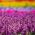 سالفيا فيستا مزيج البذور - سالفيا روعة - 84 البذور - Salvia splendens - ابذرة