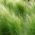Feather Grass, European Feather Grassfrø - Stipa pennata - 10 frø - Stipa joannis