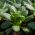 Kinesisk bladkål - Pak - Choi - 500 frø - Brassica rapa subsp. chinensis