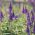 Насіння спайквелу Spike - Veronica spicata - 1000 насіння