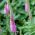 Шиповете - розово - 3000 семена - Veronica spicata
