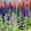 แหลม Speedwell Sightseeing Mix seeds - Veronica spicata - 1000 เมล็ด - 1,000 เมล็ด