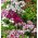 Sementes de doce William - Dianthus barbatus - 900 sementes
