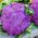 Ziedkāposts - Di Sicilia Violetto - 54 sēklas - Brassica oleracea L. var.botrytis L.