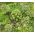 Kvanne - 90 frön - Angelica archangelica