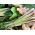 Zitronengrassamen - Cymbopogon flexuosus - 400 Samen - 