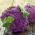 Ziedkāposts - Di Sicilia Violetto - 54 sēklas - Brassica oleracea L. var.botrytis L.