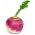 순무 "드 낸시"- 핑크 - 화이트 - 2500 종자 - Brassica rapa subsp. Rapa - 씨앗
